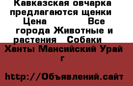 Кавказская овчарка -предлагаются щенки › Цена ­ 20 000 - Все города Животные и растения » Собаки   . Ханты-Мансийский,Урай г.